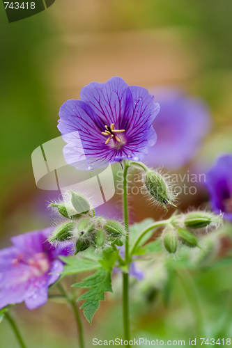 Image of geranium flower