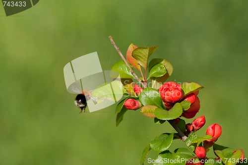 Image of flying bumble bee