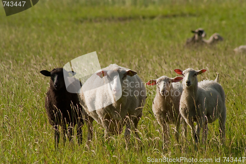 Image of sheep