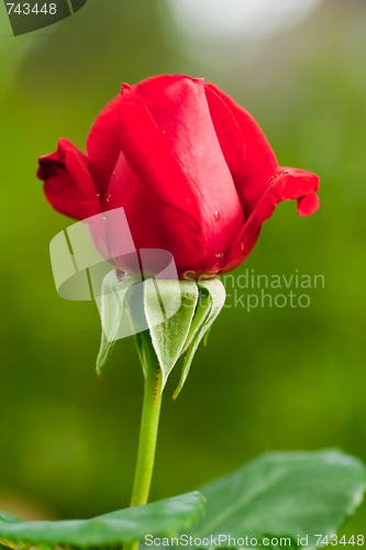 Image of red rosebud