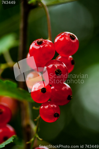 Image of red currant