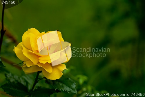 Image of yellow rose