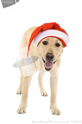 Image of labrador retriever wearing a Santa hat