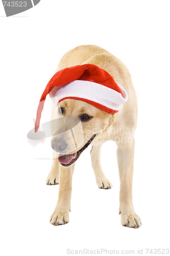 Image of santa labrador