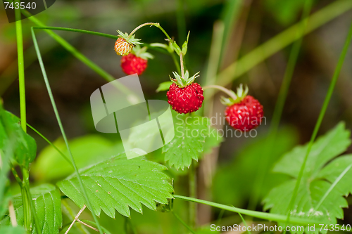 Image of wild strawberry