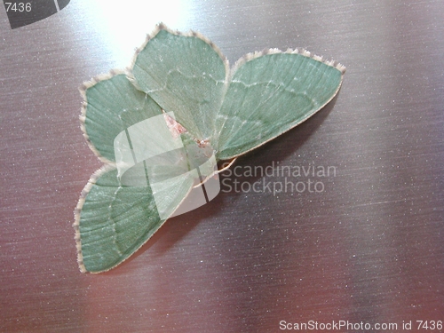 Image of Butterfly on steel