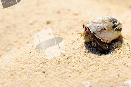 Image of Hermit crab on white sand