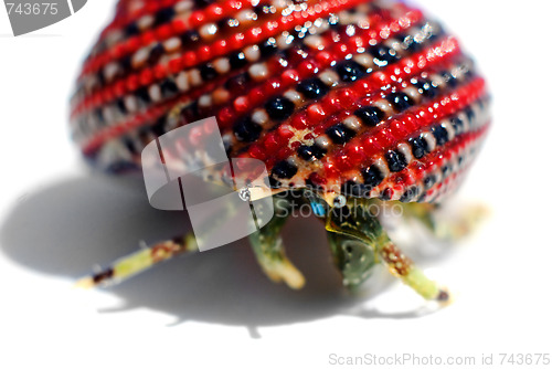 Image of Hermit crab in beautiful red black white shell