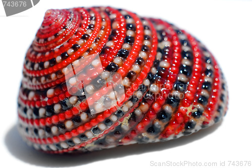 Image of Beautiful red black white sea shell