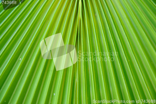 Image of Green palm leaf texture