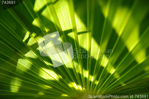 Image of Green palm leaf texture