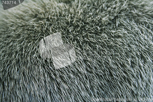 Image of The fur of a mink painted green colour can use as a background t