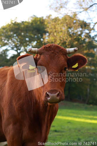 Image of cow on pasture