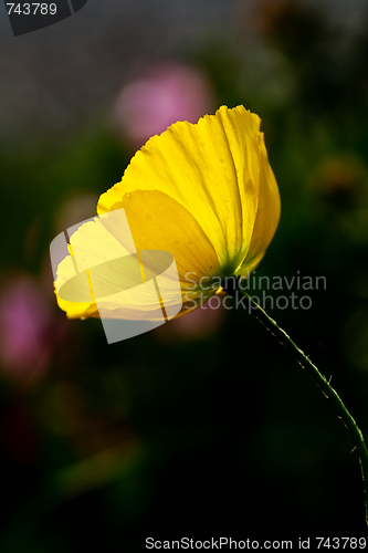 Image of Yellow poppy