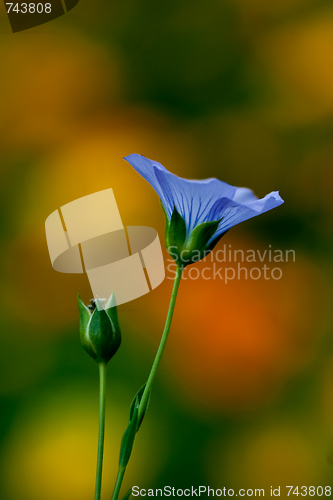 Image of lineum flower