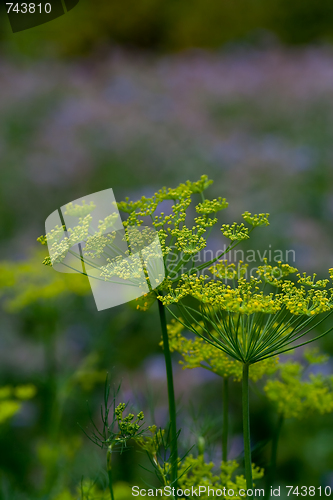 Image of dill