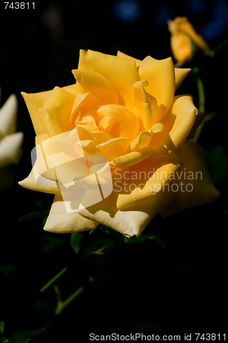 Image of yellow rose