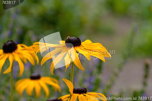 Image of yellow flowers