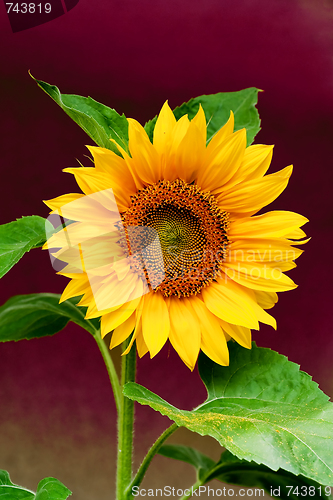 Image of sunflower