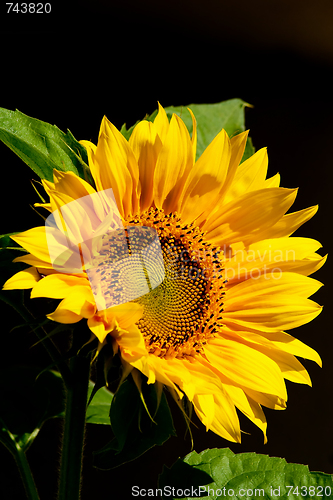 Image of sunflower