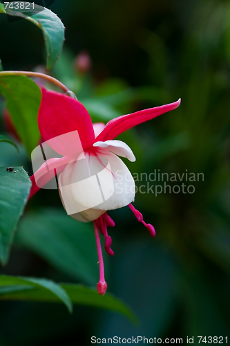 Image of fuschia