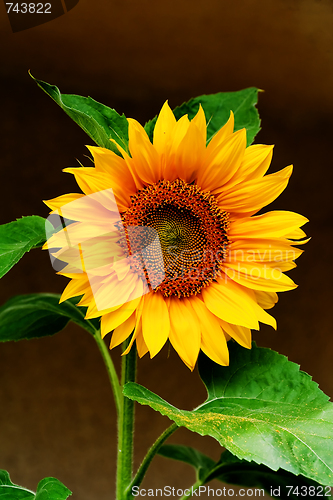 Image of sunflower