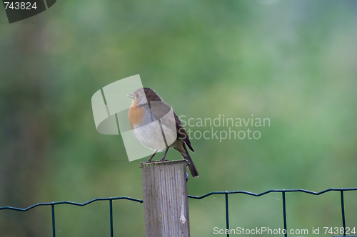 Image of robin