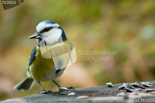 Image of blue tit