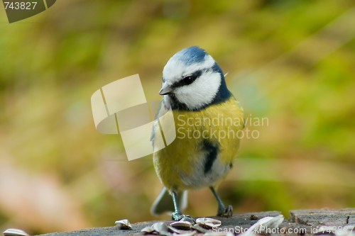 Image of blue tit