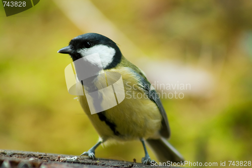 Image of great tit