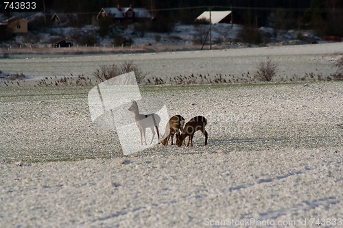Image of deer in winter