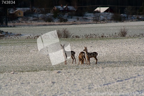 Image of Deer