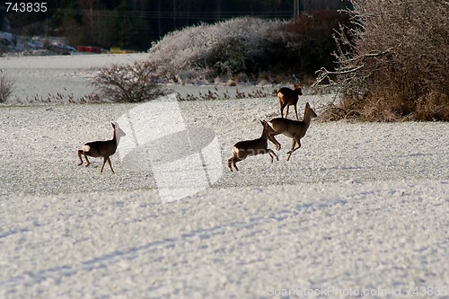 Image of running deers
