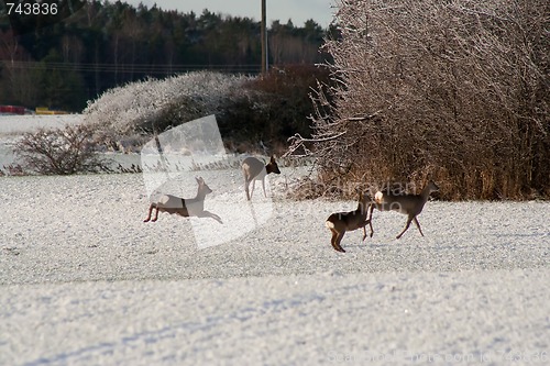 Image of running deer
