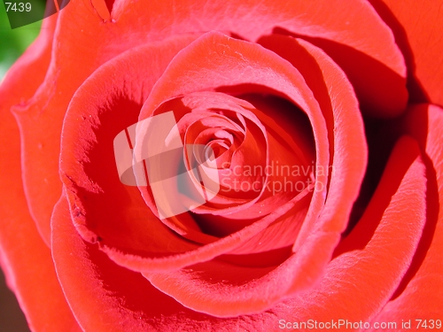 Image of Rose