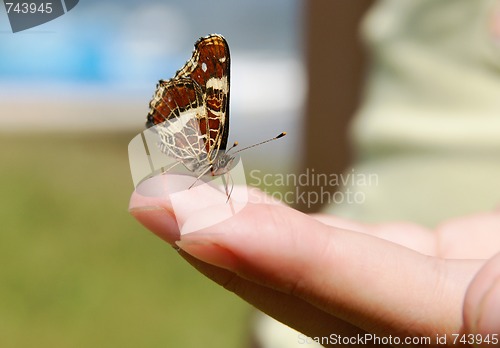 Image of Butterfly on a hand