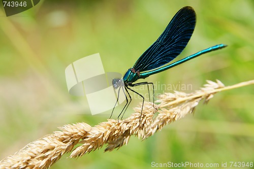 Image of Blue dragonfly