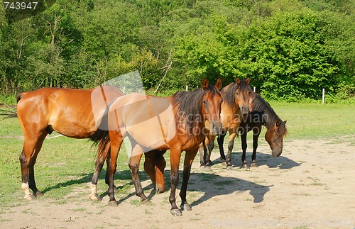 Image of Horses