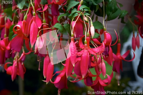 Image of Fuschia