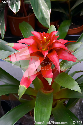 Image of Exotic flower