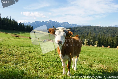 Image of Cow in mountain