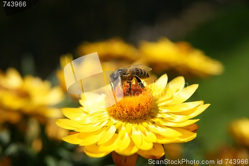 Image of Bee on yellow flower