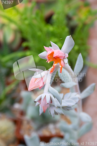 Image of Exotic flower