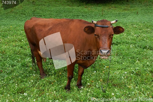 Image of Cow