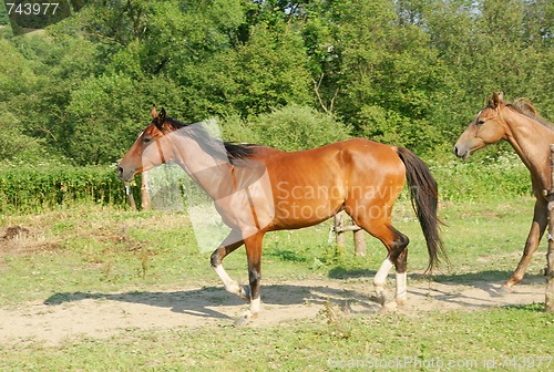 Image of Horses