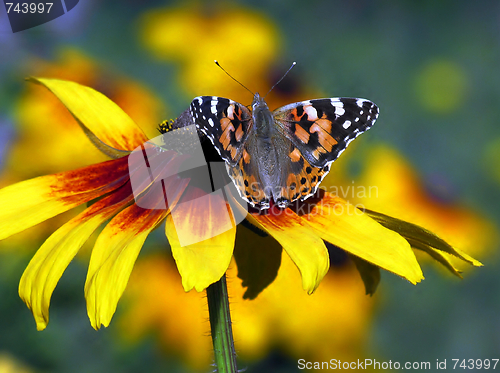 Image of butterfly on flower