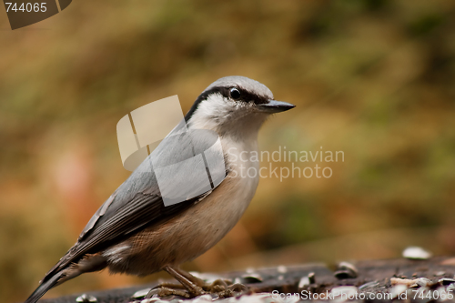 Image of nuthatch