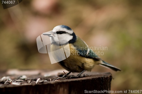 Image of blue tit