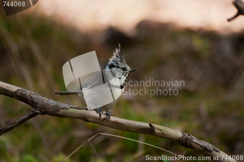 Image of Crested tit