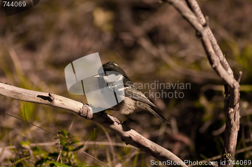 Image of Coal tit